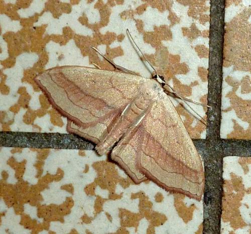 Réf. 291 220 : Scopula imitaria